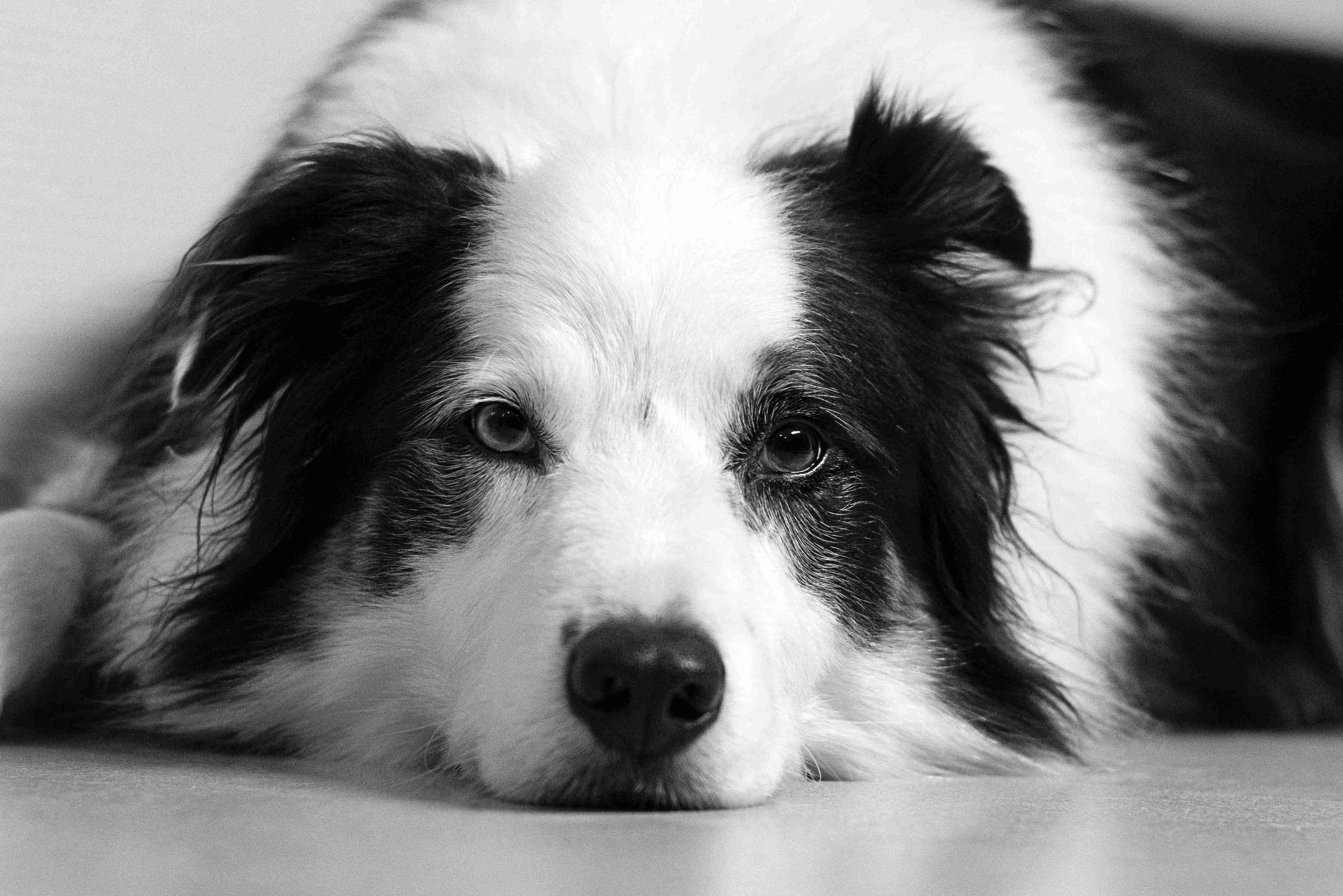 Border Collie Obesity: Uncovering the Top Causes and Prevention Tips